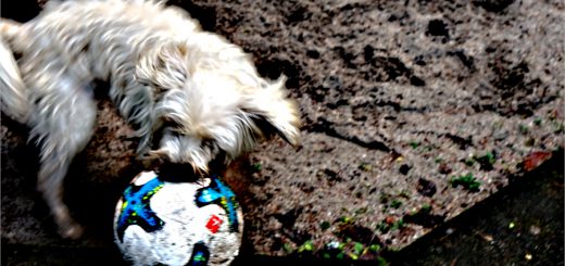 Weihnachtsgeschichte: Rebellion am Heiligen Abend 2