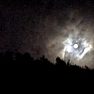 Eine blaugrüne Familie unter Beobachtung 4