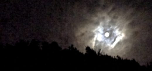 Eine blaugrüne Familie unter Beobachtung 1