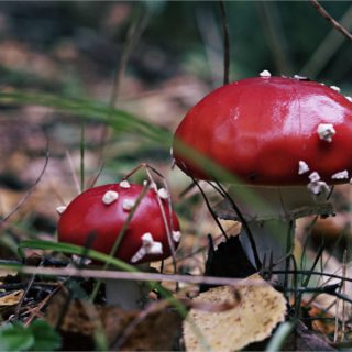 Theophil: „Du dekadentes, deutsches Arschloch!“ 1