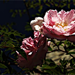 Frühling in der Kolonie der Hütten 1