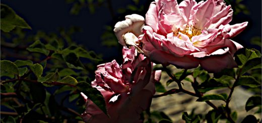 Frühling in der Kolonie der Hütten 1