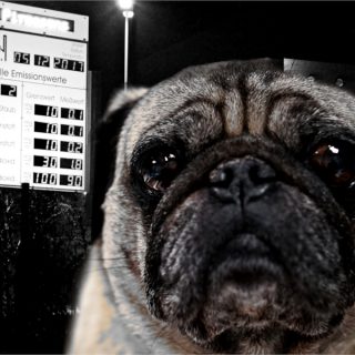 Ohne Mops weg, mit Mops zurück 6