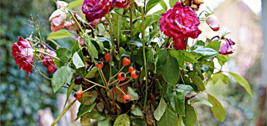 Die Vulva der Präsidentin und der Geldeintreiber 1