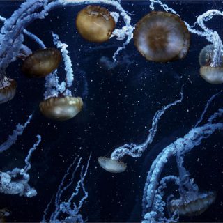 Liebe und Camouflage vertragen sich nicht 7