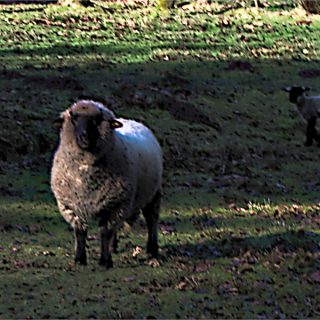 Der Schäfer und das zornige Schaf 2