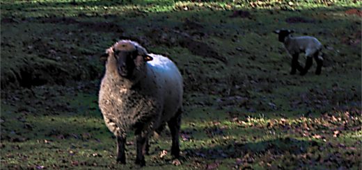 Der Schäfer und das zornige Schaf 12 Der Schäfer und das zornige Schaf 10
