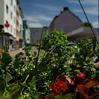 Essbare Stadt in Pirmasens