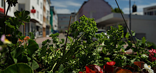 Essbare Stadt in Pirmasens