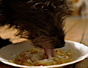 Grumbieresupp, Hund frisst Kartoffelsuppe in Pirmasens