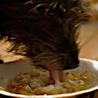 Ein Hund frisst Kartoffelsuppe.