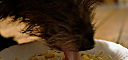 Ein Hund frisst Kartoffelsuppe.