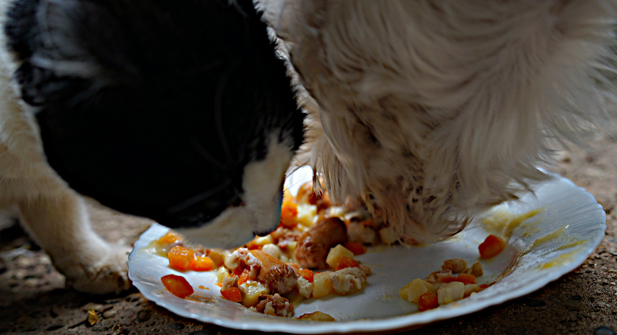 Er ist nicht da. Hund und Katz' genießen seine Grumbieresupp (Kartoffelsuppe) in Pirmasens.