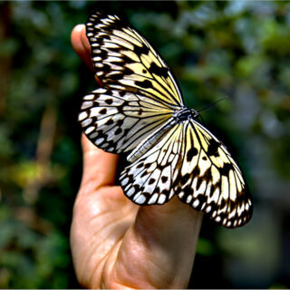 Wundervoller Schmetterling